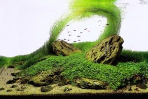 Aquascaping - conceptele de bază (de bază) Aquascaping - concepte de bază
