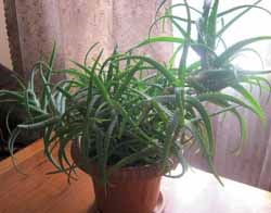 Aloe și păr facial, un blog Iriny Zaytsevoy (aloe) Aloe și păr facial, un blog Iriny Zaytsevoy