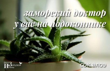 Aloe și păr facial, un blog Iriny Zaytsevoy (persoană) Aloe și păr facial, un blog Iriny Zaytsevoy