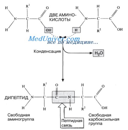 amfoter aminoacizi (amfoter) aminoacizii amfoteri