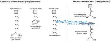 aminoacizi amfoteri (proteine de legare) aminoacizii amfoteri