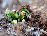 Aprilie - timpul de plantare răsaduri de flori (master class), flori în grădină (conac) (tsinni) Aprilie - timpul de plantare de flori pe răsaduri (master class), flori în grădină (conac)