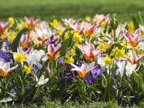 Aprilie - timpul de plantare răsaduri de flori (master class), flori în grădină (conac) (flori) Aprilie - timpul de plantare de flori pe răsaduri (master class), flori în grădină (conac)