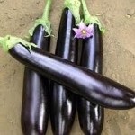 Vinete și grijă de el 10 sfaturi (de îngrijire) Vinete și îngrijire 10 sfaturi