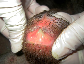 masculi balanoposthitis (balanoposthitis) masculi balanoposthitis