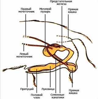 Balanoposthitis la masculi (bărbați) masculi balanoposthitis