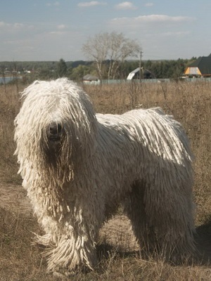 Bergamo Shepherd (Bergamasco) fotografie câine rasa, descrierea și caracteristicile (Shepherd) Bergamo Shepherd (Bergamasco) fotografie câine rasa, descrierea și caracteristicile