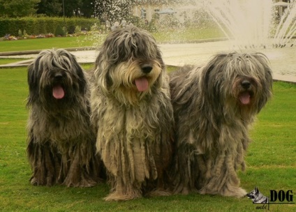 Bergamo cioban, enciclopedie despre câini (Bergamasco) Bergamo Shepherd Enciclopedia de câini