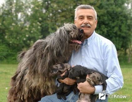 Bergamo descriere câine ciobănesc rasa, pret, cățeluși (Bergamasco) Bergamo descriere câine ciobănesc rasa, pret, cățeluși