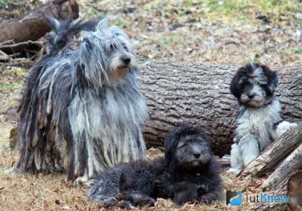 Bergamo cioban câine rasa descriere, pret, căței (pui Bergamo Shepherd) Bergamo descriere câine ciobănesc rasa, pret, cățeluși