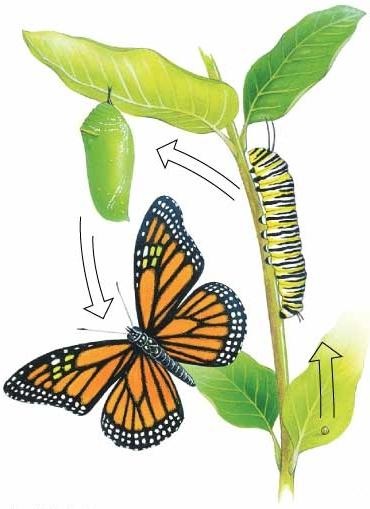 Efectele biologice ale metamorfozei (metamorfoză) metamorfoză fenomene biologice