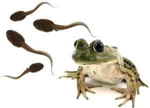 Fenomenul metamorfoza biologică (fenomen) metamorfoză fenomene biologice