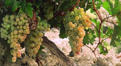 Ideea de afaceri de producție coniac (producția de brandy interne) producție de afaceri idee coniac