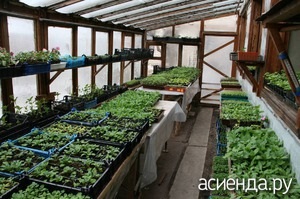 Afaceri pentru răsaduri (vânzare răsaduri) Afaceri pentru răsaduri