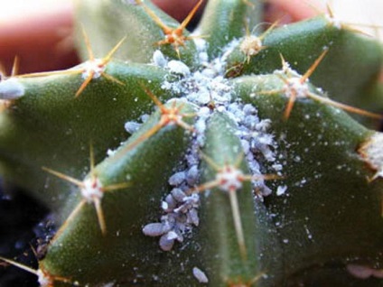 Boli cactus (acest tip de plante) boli cactus