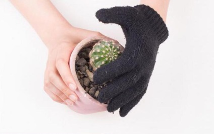 Boala Cactus (o boală se manifestă) boli cactus