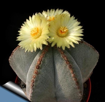 Boala Cactus (boala) boli cactus