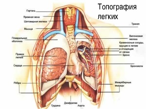 Durere in plamani prin tuse ce rănit plămânii, ce să facă atunci când durerea în plămâni, tratamentul popular (tuse) Durere in plamani prin tuse ce rănit plămânii, ce să facă atunci când durerea în plămâni, tratamentul popular