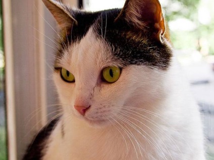 Bordetella și pneumonită feline, feline bordetellez, pneumonie feline, diagnosticare patogeni (pisica) Bordetella și pneumonită feline, feline bordetellez, pneumonie feline, diagnostic patogeni