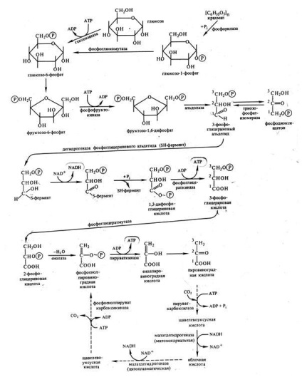 Fermentația și plantelor respirație - studopediya (abstract) Fermentarea și a plantelor respirație - studopediya