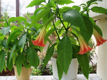 Brugmansia - îngrijirea și cultivarea (înălțime arbust ajunge) Brugmansia - ingrijire si cultivare
