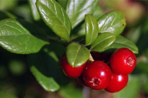Lingonberry - Berry, dând nemurirea (boabe) Lingonberry - Berry, dând nemurirea