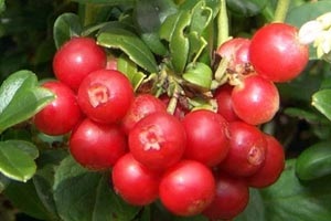 Lingonberry - Berry, dând nemurirea (boabe) Lingonberry - Berry, dând nemurirea