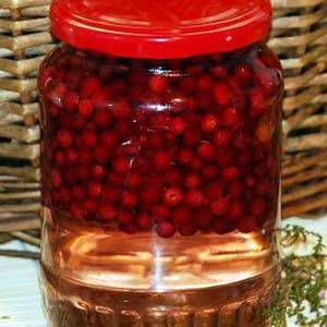 Lingonberry - Berry, dând nemurirea (sunt proprietăți utile) Lingonberry - Berry, dând nemurirea