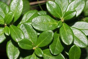 Lingonberry - Berry, dând nemurirea (sunt proprietăți utile) Lingonberry - Berry, dând nemurirea