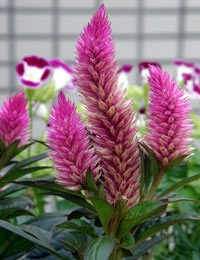 cultivare Celosia și îngrijire