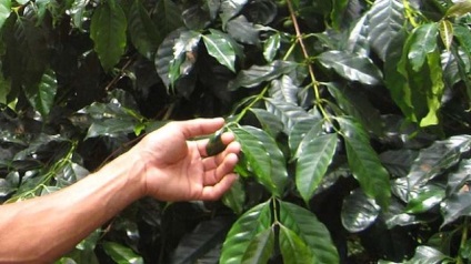 Ceaiul facut din cafea - bautura cea mai utilă (bautura) Ceaiul facut din cafea - băutura cea mai sănătoasă