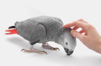 Ce să se hrănească un papagal Jaco, păsările noastre (hrană pentru animale) Ce să se hrănească un papagal Jaco, pasarile noastre