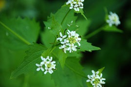 Chesnochinitsa - planta de usturoi în grădină și pe birou -rasteniya -h -Articolul (broasca) Chesnochinitsa - planta de usturoi în grădină și pe birou -rasteniya -h -Articolul