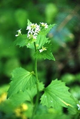 Chesnochinitsa - planta de usturoi în grădină și pe birou -rasteniya -h -Articolul (plante comestibile) Chesnochinitsa - planta de usturoi în grădină și pe birou -rasteniya -h -Articolul