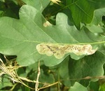 Ce este pe frunze de stejar (plante ornamentale) Ce este pe frunze de stejar