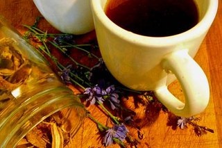 Cicoare - cafea în creștere sub picioarele noastre (Cicoare crește de-a lungul) Cicoare - cafea în creștere sub picioarele noastre