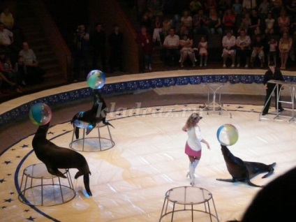 Circus apei (program) Circ cu apă