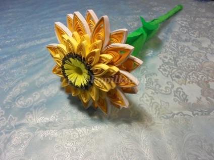 Culori în gerbera arta Kvilling (Gerbera) Flori Gerbera în tehnici Quilling