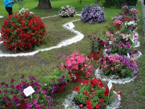 flori de petunia - însămânțare și îngrijire pentru forma de creștere normală a plantelor (petunie de îngrijire a semințelor) flori petunia - însămânțare și îngrijire pentru creșterea normală a plantelor film