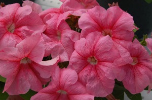 flori de petunia - însămânțare și îngrijire pentru forma de creștere normală a plantelor (flori) flori petunia - însămânțare și îngrijire pentru creșterea normală a plantelor film