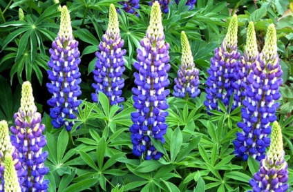Flower lupin descriere detaliată a plantei și cultivarea - Enciclopedia florilor (plante) Flori lupin descriere lung a plantei și cultivarea acesteia - Flori Enciclopedia