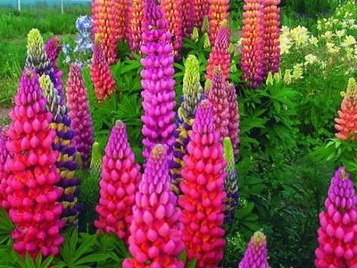 Flori lupin descriere lung a plantei și cultivarea acesteia - Color Enciclopedia (floare) Flori lupin descriere lung a plantei și cultivarea acesteia - Flori Enciclopedia