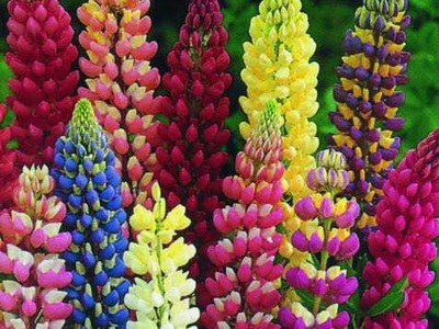 Flori lupin descriere lung a plantei și cultivarea acesteia - Color Enciclopedia (floare) Flori lupin descriere lung a plantei și cultivarea acesteia - Flori Enciclopedia