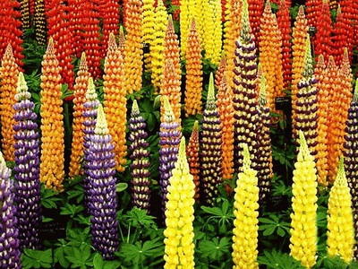 Flori lupin descriere lung a plantei și cultivarea acesteia - Color Enciclopedia (floare) Flori lupin descriere lung a plantei și cultivarea acesteia - Flori Enciclopedia