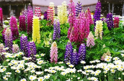Flower lupin descriere detaliată a plantei și cultivarea acesteia - Color Encyclopedia (pe termen lung) Flori lupin descriere lung a plantei și cultivarea acesteia - Flori Enciclopedia