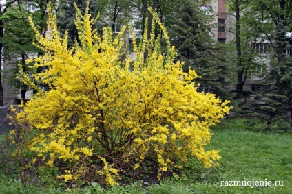 arbuști ornamentali pentru a da (recolte) arbuști ornamentali pentru grădină
