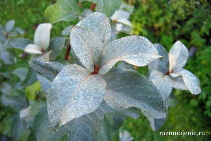 arbuști ornamentali pentru a da (casă) arbuști ornamentali pentru grădină