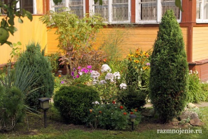 arbuști ornamentali pentru a da (ger) arbuști ornamentali pentru grădină