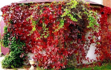 arbuști ornamentali pentru grădină, în Urali (numele și fotografia) (grădină) arbuști ornamentali pentru grădină, în Urali (numele și fotografia)