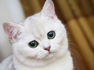 Pentru a face în cazul în care o vaccinare pisica adult - medic veterinar sfaturi veterinarasovety (pisică) Pentru a face în cazul în care o vaccinare pisica adult - sfaturi veterinarasovety veterinar